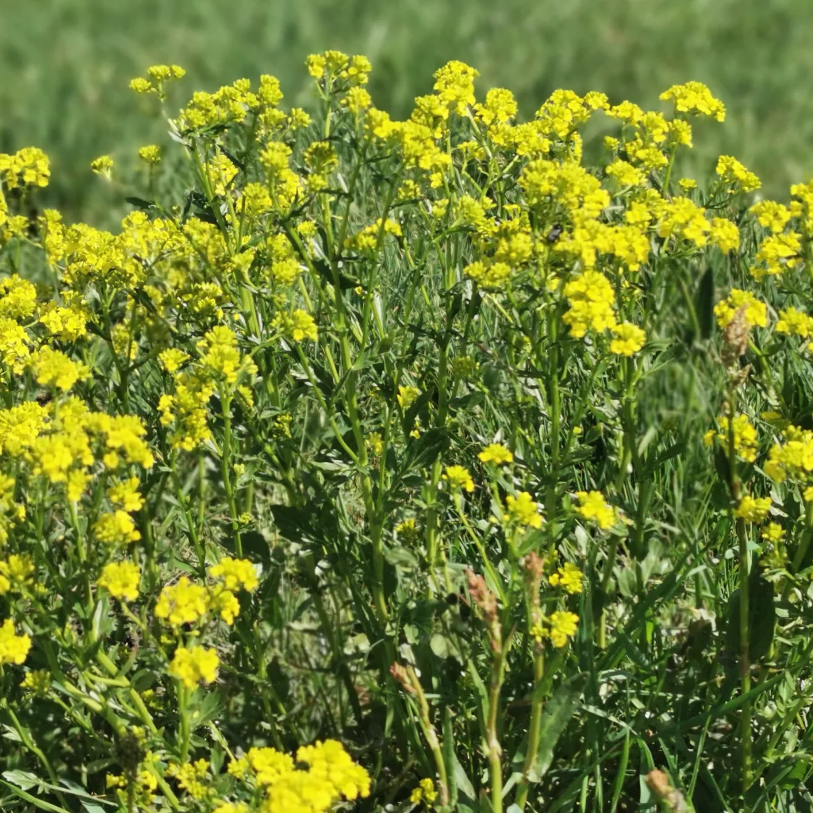 Cresson de jardin - Récolte piquante en 8 semaines