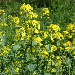 Cresson de jardin - Récolte piquante en 8 semaines