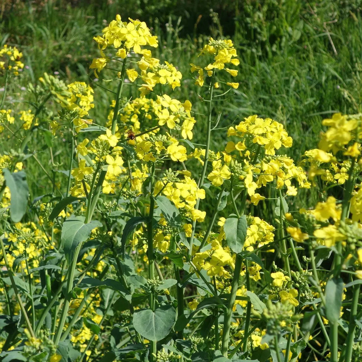 Cresson de jardin - Récolte piquante en 8 semaines