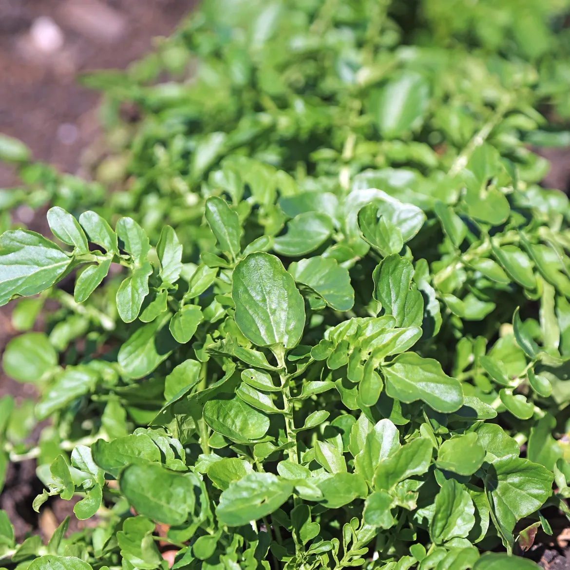 Cresson de jardin - Récolte piquante en 8 semaines