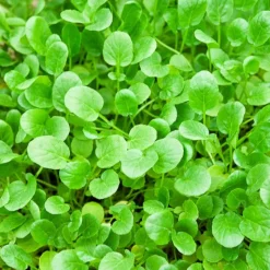 Cresson de jardin - Récolte piquante en 8 semaines