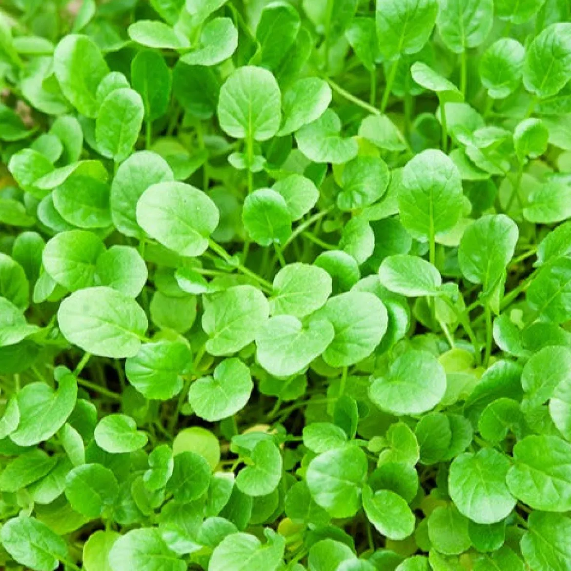 Cresson de jardin - Récolte piquante en 8 semaines