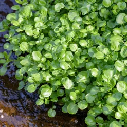 Cresson de la fontaine - Cresson d'eau - Récolte fraîche toute l'année