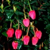 Crinodendron de Hooker - Lanternes rouges au jardin