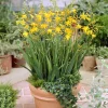 10 Crocosmia George Davidson - Un feu d'or au jardin