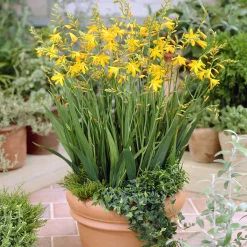 10 Crocosmia George Davidson - Un feu d'or au jardin