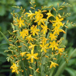 10 Crocosmia George Davidson - Un feu d'or au jardin