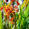 Crocosmias Emily Mckenzie - Un feu d'orange tout l'été