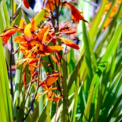 Crocosmias Emily Mckenzie - Un feu d'orange tout l'été