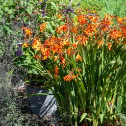 Crocosmias Emily Mckenzie - Un feu d'orange tout l'été