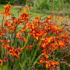 Crocosmias Emily Mckenzie - Un feu d'orange tout l'été