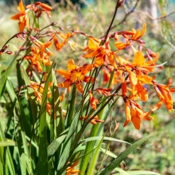 Crocosmias Emily Mckenzie - Un feu d'orange tout l'été