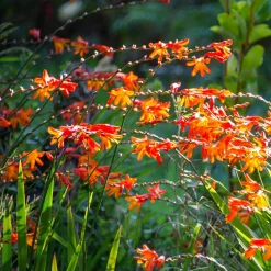 30 Crocosmias en mélange - Gerbes de feu tout l'été