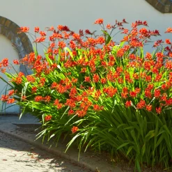 15 Crocosmias rouges - Des flammes rouges tout l'été