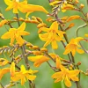 20 Crocosmia Sunglow - Le jaune qui illumine l'été