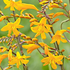 20 Crocosmia Sunglow - Le jaune qui illumine l'été