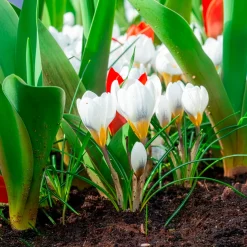 10 Crocus Ard Schenk - Les premières fleurs de l'année