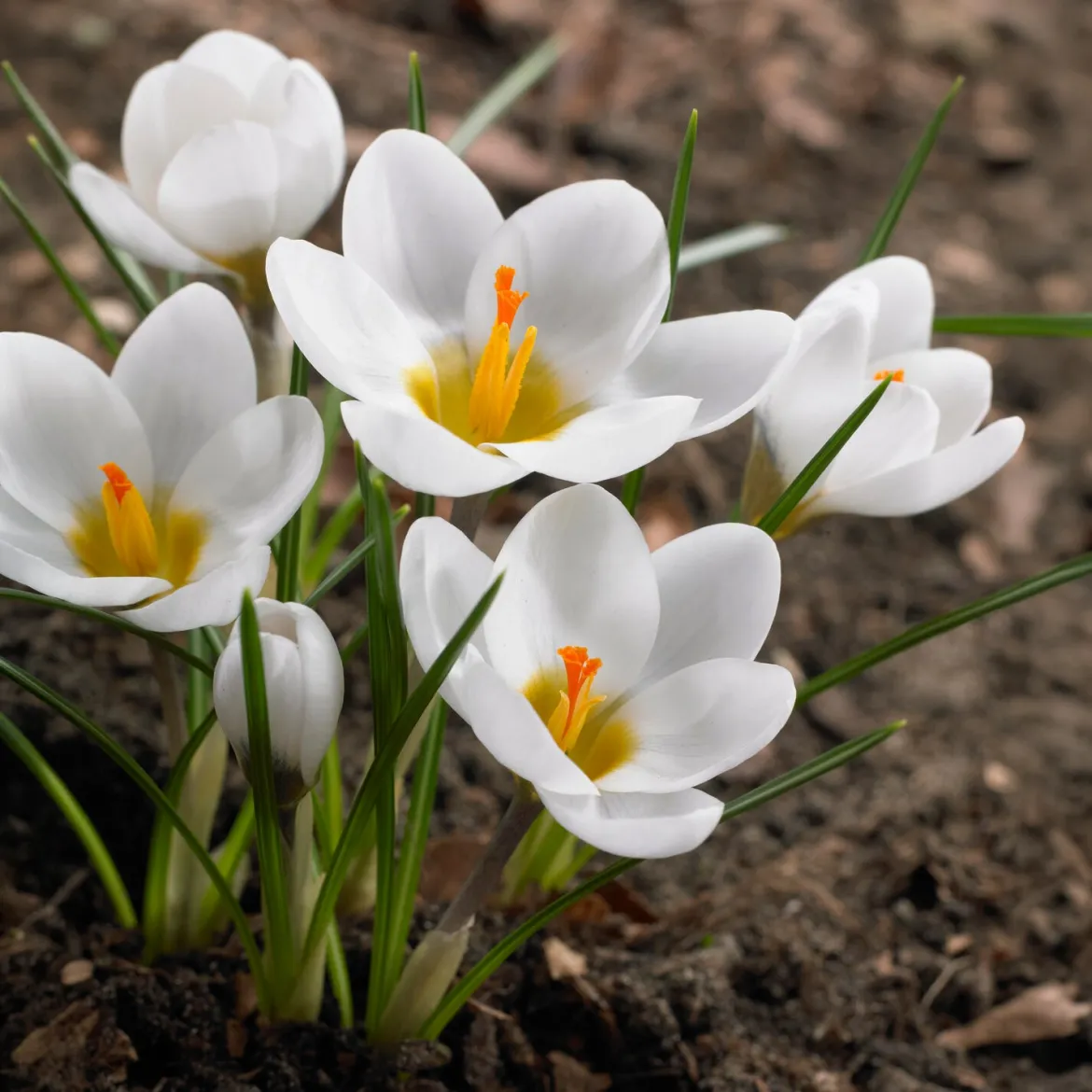 10 Crocus Ard Schenk - Les premières fleurs de l'année