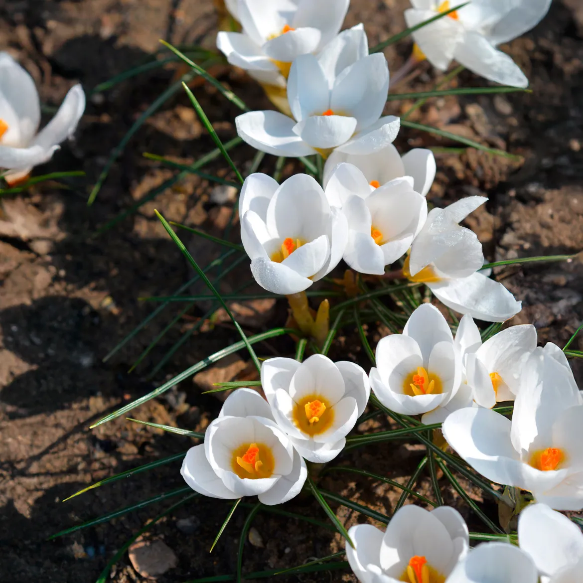 10 Crocus Ard Schenk - Les premières fleurs de l'année