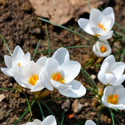 10 Crocus Ard Schenk - Les premières fleurs de l'année