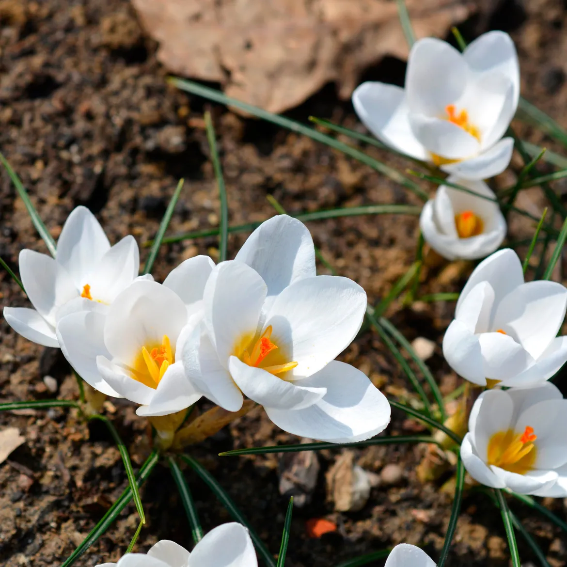 10 Crocus Ard Schenk - Les premières fleurs de l'année