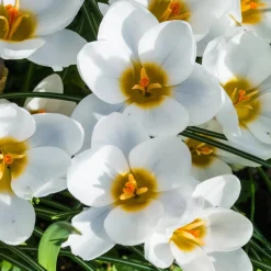 10 Crocus Ard Schenk - Les premières fleurs de l'année