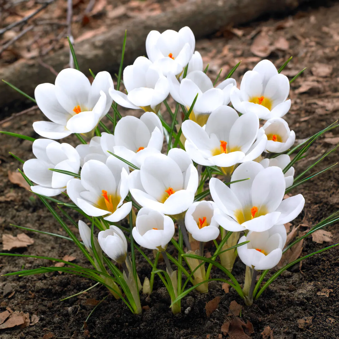 10 Crocus Ard Schenk - Les premières fleurs de l'année