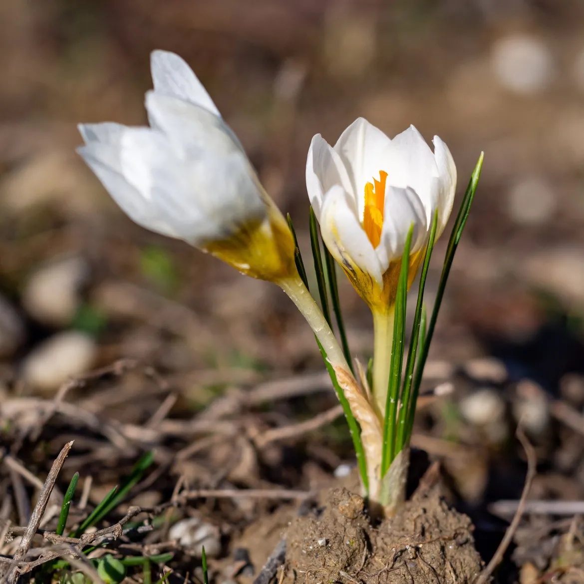 10 Crocus Ard Schenk - Les premières fleurs de l'année