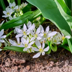 10 Crocus Ard Schenk - Les premières fleurs de l'année