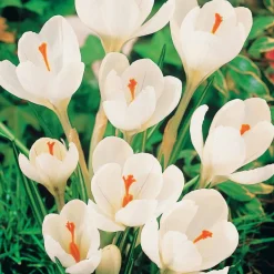 60 Crocus blanc violet, jaune, blanc, violet en mélange - Le premier tapis fleuri du jardin