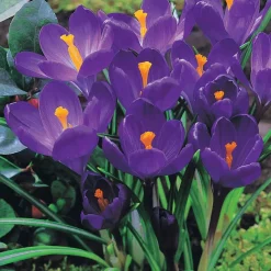 60 Crocus blanc violet, jaune, blanc, violet en mélange - Le premier tapis fleuri du jardin
