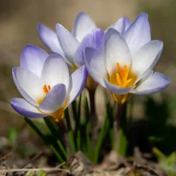 20 Crocus Blue Pearl - Le bleu qui réveille l'hiver