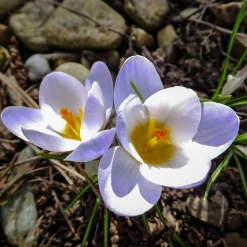 20 Crocus Blue Pearl - Le bleu qui réveille l'hiver