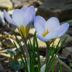 20 Crocus Blue Pearl - Le bleu qui réveille l'hiver