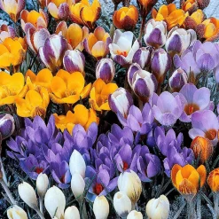 50 Crocus botaniques en mélange - Le premier tapis fleuri de l'année