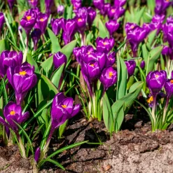 15 Crocus Flower Record - Les 1res fleurs du jardin