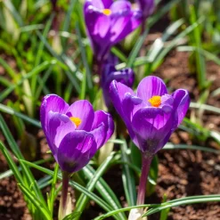 15 Crocus Flower Record - Les 1res fleurs du jardin