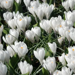 10 Crocus à grandes fleurs Jeanne d'Arc - Le blanc pur dès février
