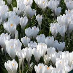 10 Crocus à grandes fleurs Jeanne d'Arc - Le blanc pur dès février