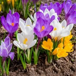 100 Crocus à grosses fleurs en mélange - Un tapis coloré dès mars