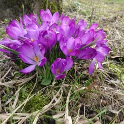 20 Crocus hybride Ruby Giant - Le tapis violet du réveil