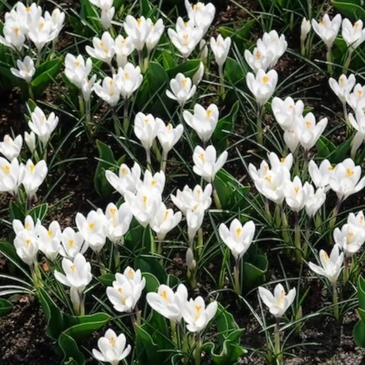 15 Crocus Jeanne d'Arc - Le blanc pur du printemps
