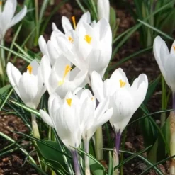 15 Crocus Jeanne d'Arc - Le blanc pur du printemps