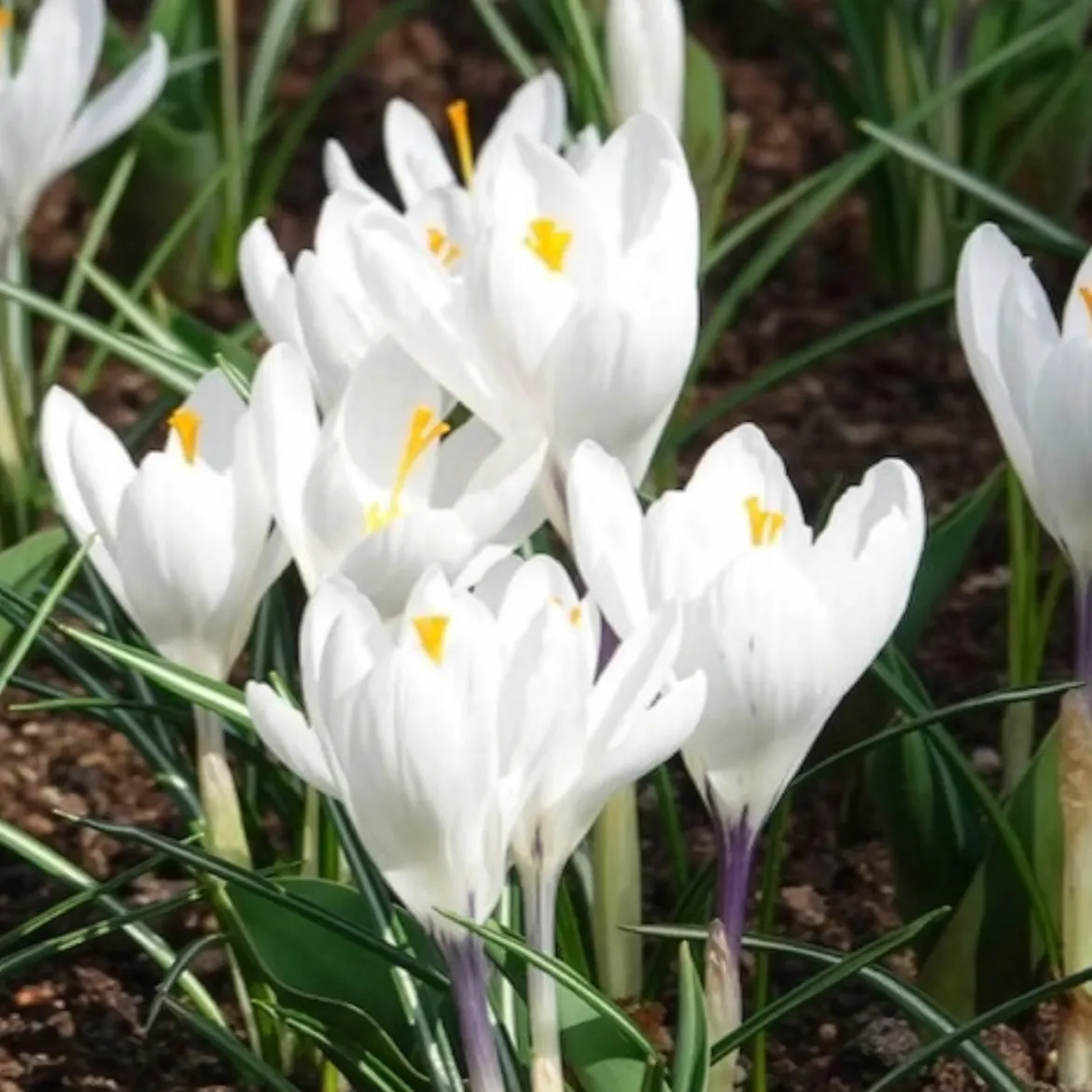 15 Crocus Jeanne d'Arc - Le blanc pur du printemps