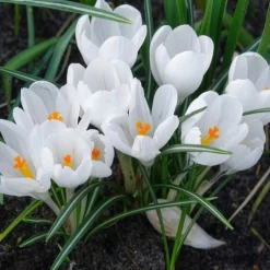 15 Crocus Jeanne d'Arc - Le blanc pur du printemps