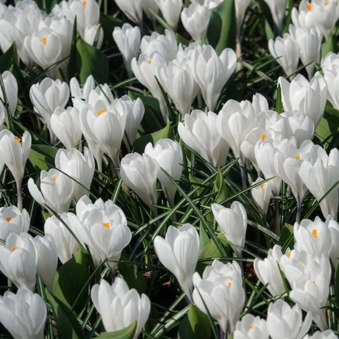 15 Crocus Jeanne d'Arc - Le blanc pur du printemps