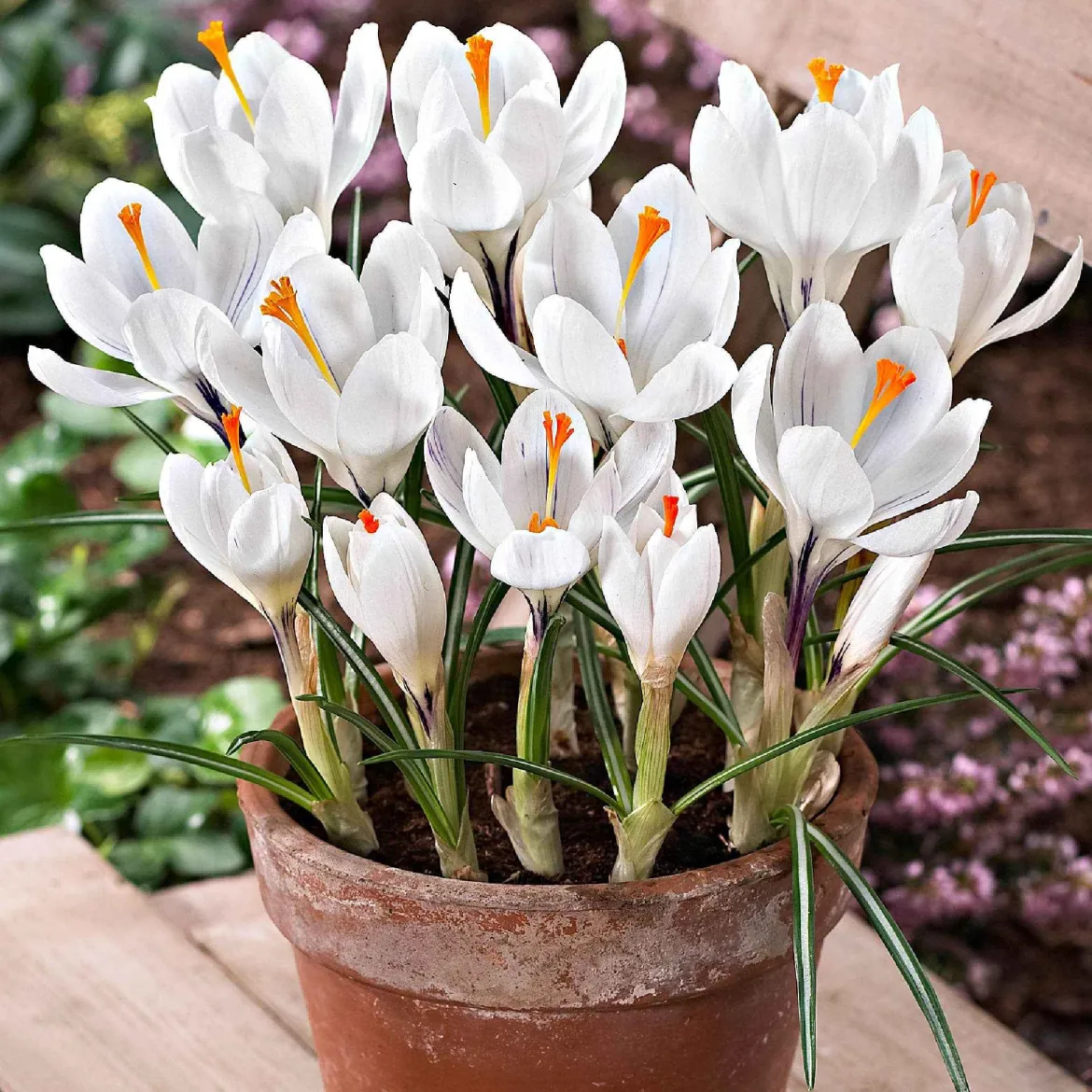 15 Crocus Jeanne d'Arc - Le blanc pur du printemps