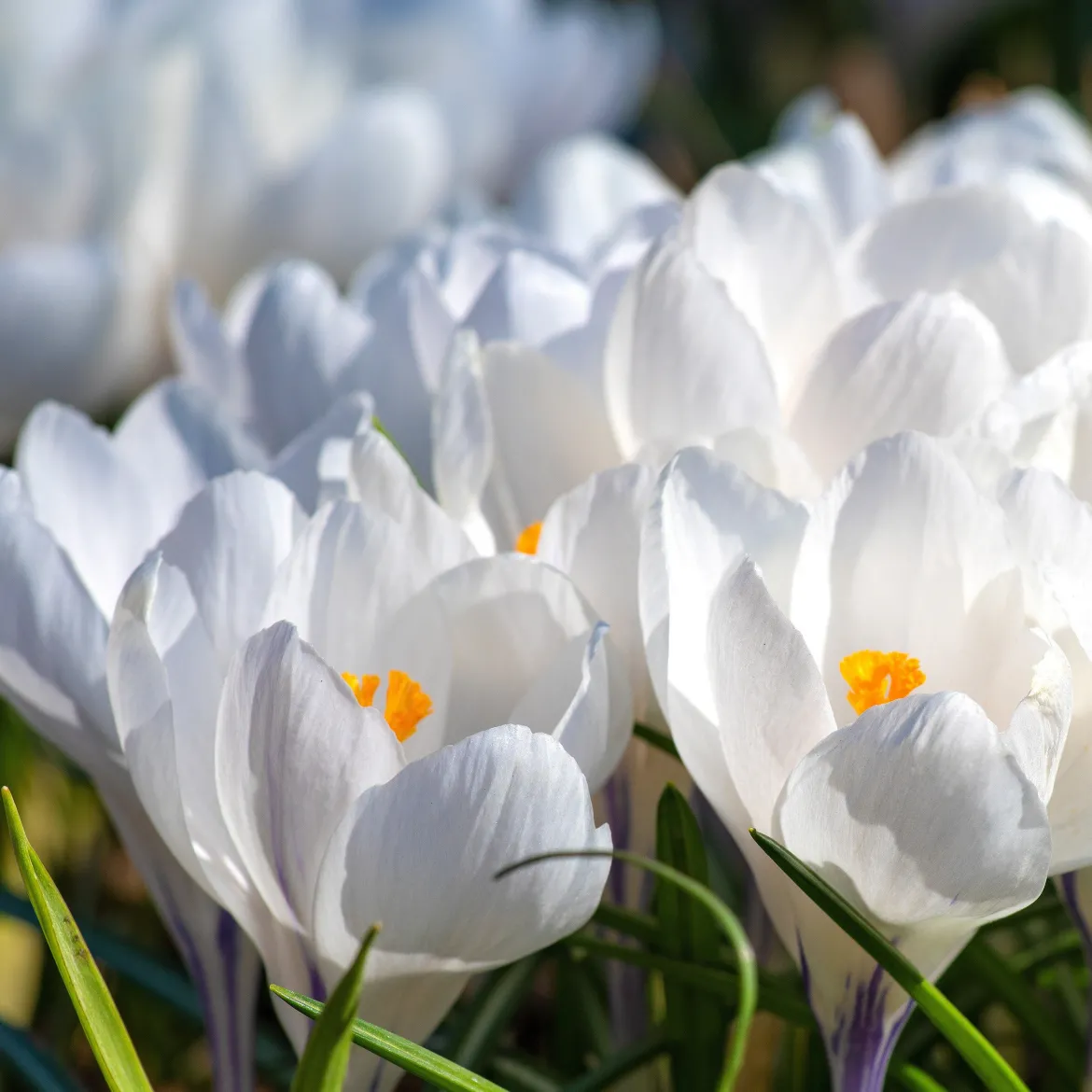 15 Crocus Jeanne d'Arc - Le blanc pur du printemps