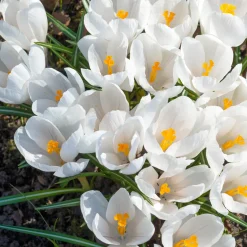 15 Crocus Jeanne d'Arc - Le blanc pur du printemps