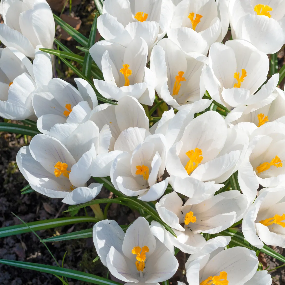 15 Crocus Jeanne d'Arc - Le blanc pur du printemps